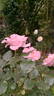 Pink Simplicity rose photo