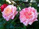 Laurent Voulzy rose photo