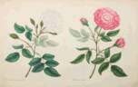 <i>Rosa muscosa salviaefolia</i> Andr. rose photo