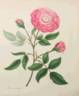<i>Rosa muscosa salviaefolia</i> Andr. rose photo