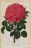 Jules Margottin rose photo
