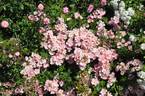 Running Maid ® rose photo