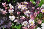 Running Maid ® rose photo