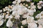 Easy to Cut rose photo