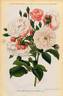 Princesse Marie rose photo