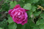 Madame Eugène E. Marlitt rose photo