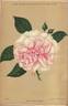 Madame Edmond Corpus rose photo