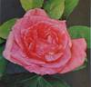 Sénateur Amic rose photo