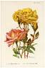 Kardinal Piffl rose photo