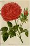 Triomphe de Rouen rose photo
