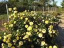 Inka rose photo