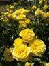 Inka rose photo
