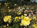 Inka rose photo