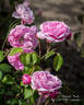 Bishop's Castle rose photo