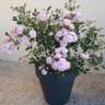 Blanche Cascade ® rose photo