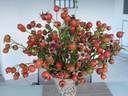 Birchgrove rose photo