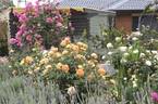 Birchgrove rose photo