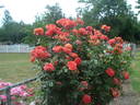 Bolshoï rose photo