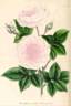 Primitiae Charpennarum rose photo