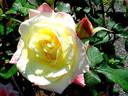 Arc de Triomphe rose photo