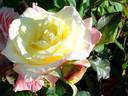 Arc de Triomphe rose photo