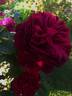 Gospel rose photo