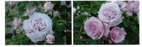 Charme rose photo