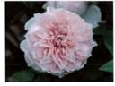 Crochet rose photo