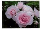 Conway™ rose photo