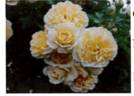 EI001 rose photo