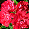 Adelaide Hoodless rose photo