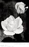 Padre rose photo