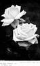Muriel Wilson rose photo