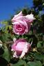 September Morn rose photo