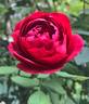 Autumn Rouge rose photo