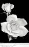 Independence Day rose photo