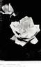 Betty Uprichard rose photo