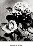 Marshall P. Wilder rose photo