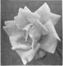 Comtesse Vitali rose photo