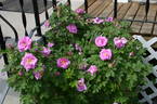 Ross Rambler 14 rose photo