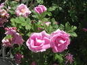 Ross Rambler 14 rose photo