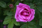 Ross Rambler 14 rose photo