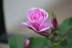 Ross Rambler 14 rose photo