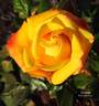 Intense rose photo
