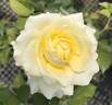Kaikyo rose photo