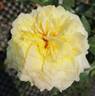 Kaikyo rose photo