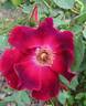 Bardou Job rose photo