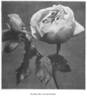Madame Joseph Schwartz rose photo