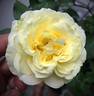 Kaikyo rose photo