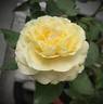 Kaikyo rose photo